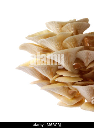 Raccolti freschi prodotti commestibili di colore giallo o golden oyster (funghi pleurotus citrinopileatus) in una scatola di crescere contro uno sfondo bianco Foto Stock