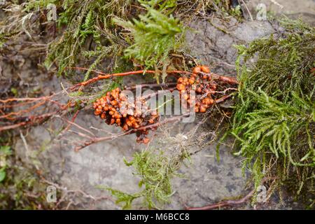 Alnus glutinosa, ontano noduli root contenente azoto simbiotico che fissa i batteri, Wales, Regno Unito. Foto Stock