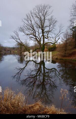 Fraxinous excelsior, Europeo frassino in inverno, Wales, Regno Unito Foto Stock