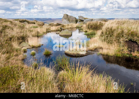 Piccola piscina di acqua sulla torbiera brughiera, bordo di tenuta, Kinder Scout, Derbyshire, England, Regno Unito Foto Stock