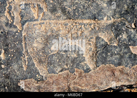 Preistorici petroglyph sahariana rock sculture artistiche di capi di bestiame da un sito 20km ad est di Taouz, Sud Marocco orientale Foto Stock