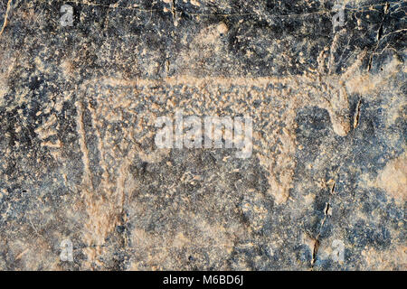 Preistorici petroglyph sahariana rock sculture artistiche di capi di bestiame da un sito 20km ad est di Taouz, Sud Marocco orientale Foto Stock