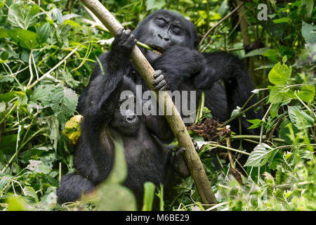 Femmina adulta gorilla di montagna (Gorilla beringei beringei) 1 delle 2 sottospecie di gorilla orientale, mangiare germogli & neonati durante la riproduzione. Foresta di Bwindi in Uganda Foto Stock