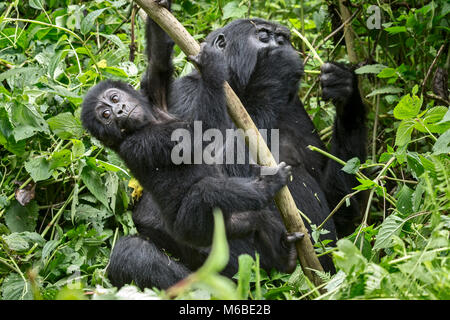 Femmina adulta gorilla di montagna (Gorilla beringei beringei) 1 delle 2 sottospecie di gorilla orientale, mangiare germogli & neonati durante la riproduzione. Foresta di Bwindi in Uganda Foto Stock