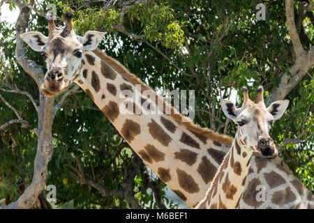 La madre e il giovane Rothschild giraffe del 'Murchison Cascate del Parco Nazionale", Uganda, Africa Foto Stock