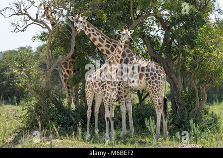 La madre e il giovane Rothschild giraffe del 'Murchison Cascate del Parco Nazionale", Uganda, Africa Foto Stock