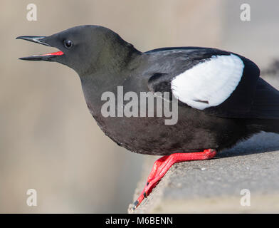 Black Guillemot (Cepphus griglia) in estate piumaggio sulla costa ovest della Scozia Foto Stock