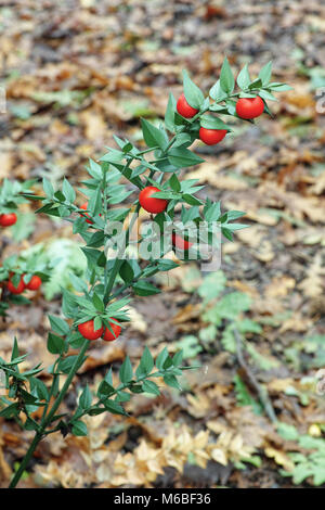 Scopa dolce,macelleria-ginestra, foglie e bacche Foto Stock