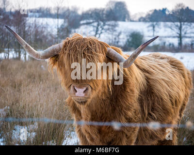 Highland mucche nella neve dopo la 'bestia da est' tempesta del 2018, a Hothfield common, Kent, Regno Unito Foto Stock