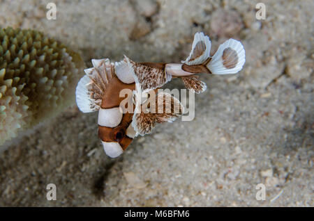 Jevenile Many-Spotted Sweetlips, Plectorhinchus chaetodonoides, Haemulidae, Anilao, Filippine, Asia Foto Stock