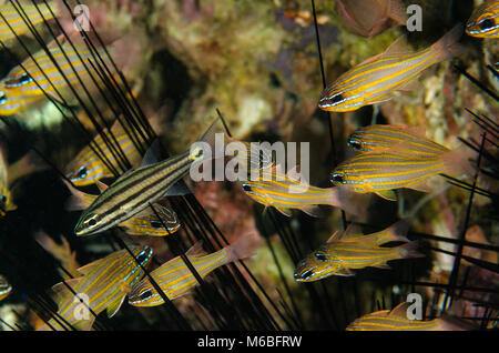 Yellowstriped Cardinalfish, Apogon cyanosoma, Apogonidae, Anilao, Filippine, Asia Foto Stock