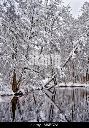 Una tranquilla giornata invernale con alberi che riflette nell'acqua Foto Stock