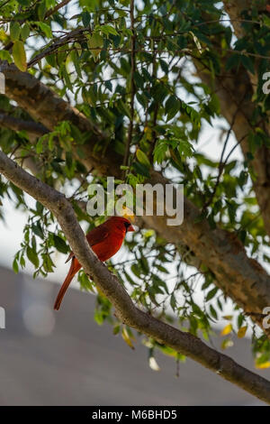 Maschio cardinale settentrionale seduto sul ramo di albero. Foto Stock
