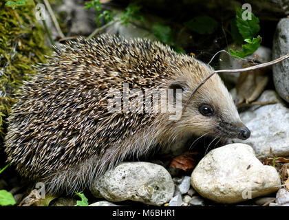 Hedgehog (Erinaceus europaeus) foraging tra rocce, primo piano e vista laterale dettagliata. Picos de Europa, Spagna settentrionale Foto Stock