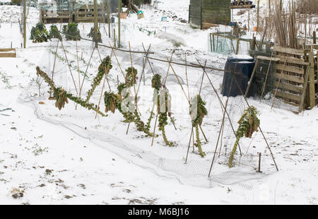 Brassica oleracea. I cavoletti di Bruxelles su un riparto plot, nella neve. Foto Stock