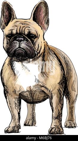 Bella bulldog francese Illustrazione Vettoriale