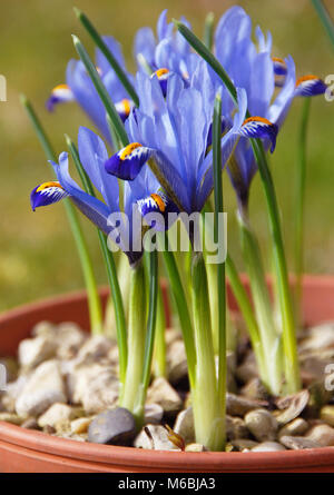 Iris reticulata 'Gordon' Foto Stock