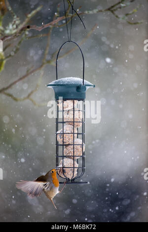 La neve continua a cadere in molte parti del Regno Unito, il significato di uccelli sono alla ricerca di alimentatori di giardino. Un Robin, solitamente una massa alimentatore, tenta di atterrare su un ettaro Foto Stock