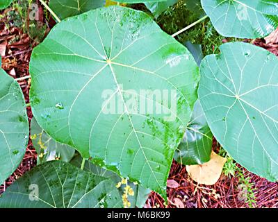 Grandi foglie di piante Foto Stock