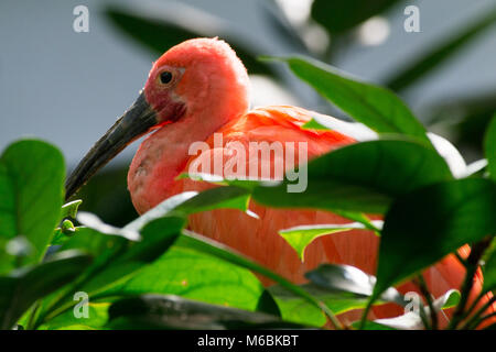 Scarlet Ibis la dieta è prevalentemente basata su gamberi e insetti Foto Stock