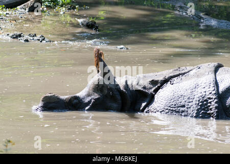 Il rinoceronte indiano sono i è la seconda più grande animale in Asia dopo l'elefante indiano Foto Stock