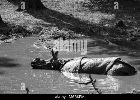 Il rinoceronte indiano sono i è la seconda più grande animale in Asia dopo l'elefante indiano Foto Stock