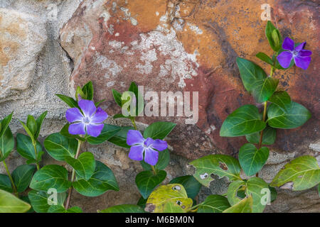 Lavanda fiori pervinca' blooming contro un muro di pietra. Foto Stock