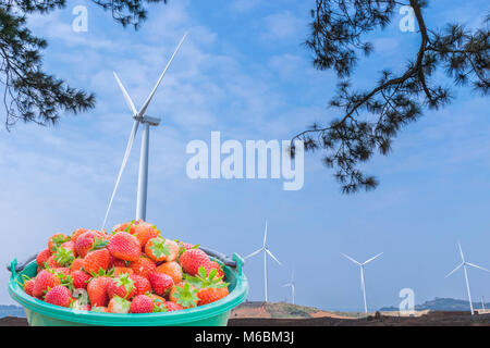 La maturazione dei frutti di fragola nel contenitore,con rami di foglie in primo piano,le turbine eoliche che generano elettricità in fattoria con il blu del cielo clou Foto Stock