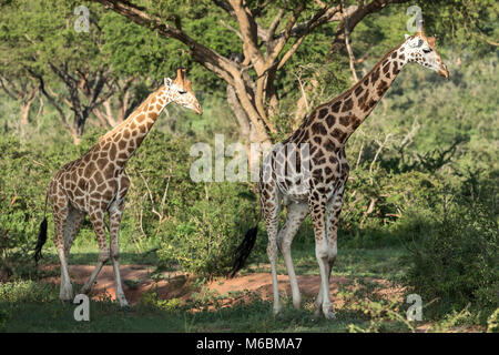 Maschio della Rothschild Giraffe, 'Murchison Cascate del Parco Nazionale", Uganda, Africa Foto Stock