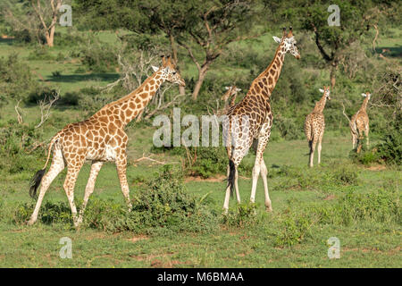 Maschio della Rothschild Giraffe, 'Murchison Cascate del Parco Nazionale", Uganda, Africa Foto Stock