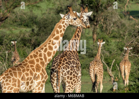 Maschio della Rothschild Giraffe, 'Murchison Cascate del Parco Nazionale", Uganda, Africa Foto Stock