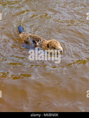 Un bambino beaver fa il suo modo di un piccolo flusso laterale in Alabama River palude nella Contea di Monroe Alabama Foto Stock