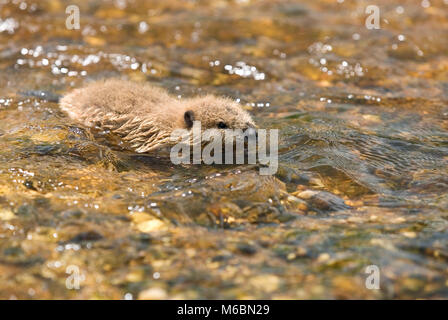 Un bambino beaver a nuotare in acqua in Alabama River palude, nella contea di Monroe Alabama Foto Stock