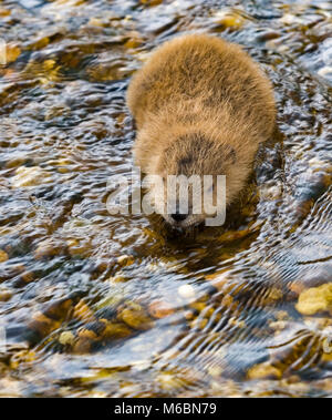 Un bambino beaver fa il suo modo di un piccolo flusso laterale in Alabama River palude nella Contea di Monroe in Alabama. Foto Stock