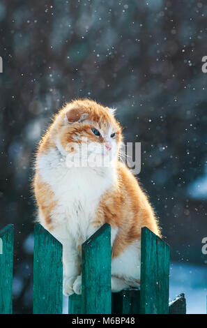 Bella funny redhead cat si siede fuori all'inizio del ferro di cavallo su una staccionata di legno durante la nevicata e guarda a distanza Foto Stock