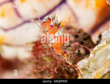 Tanto desiderata flabellina o desiderabile flabellina ( Flabellina exoptata ) strisciando sulla barriera corallina di Bali, Indonesia Foto Stock