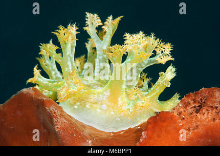 Marionia arborescens nudibranch poggiante sulla coral di Bali, Indonesia Foto Stock