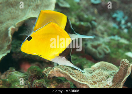 Due giallo butterflyfish longnose o forcipe butterflyfish ( Forcipiger flavissimus ) nuoto sulla barriera corallina di Bali, Indonesia Foto Stock