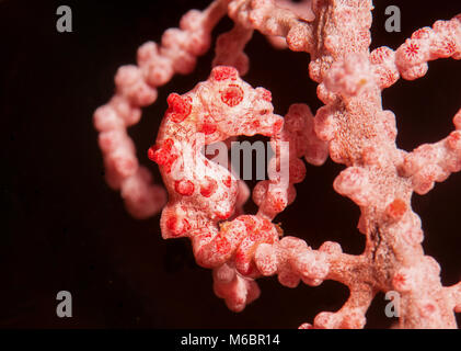 Hippocampus bargibanti, noto anche come Bargibant il cavalluccio marino o il cavalluccio marino pigmeo è ben mimetizzata su coralli di Bali Foto Stock