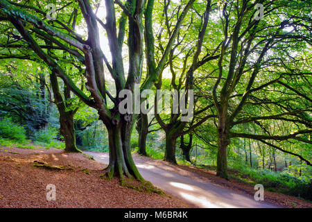 Un estate vista del verde e frondosa campagna vicino a Honiton nel Devon, Inghilterra, Regno Unito. Foto Stock