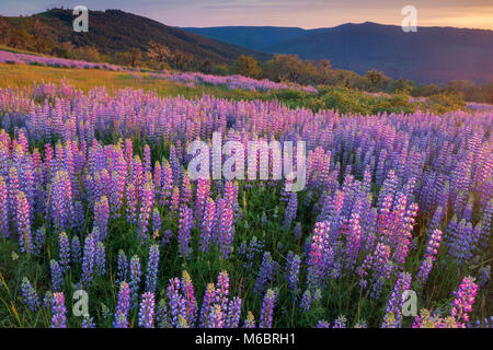 Lupin, Lupinus angustifolius, Childs Hill Prairie, Parco Nazionale di Redwood in California Foto Stock