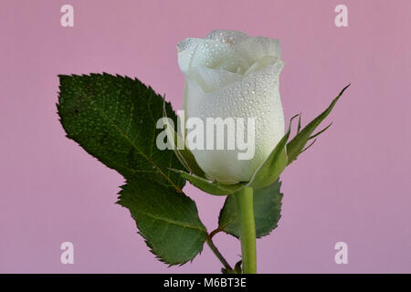 La rosa bianca e foglie colmi di acqua contro un pallido sfondo rosa Foto Stock