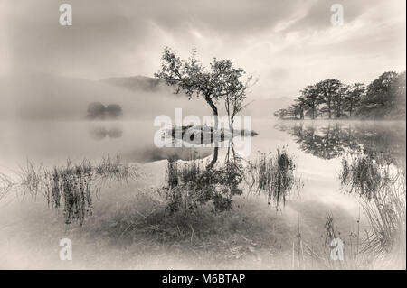 Un lone tree emerge dalla nebbia sulla Rydal acqua nel Lake District inglese. Foto Stock