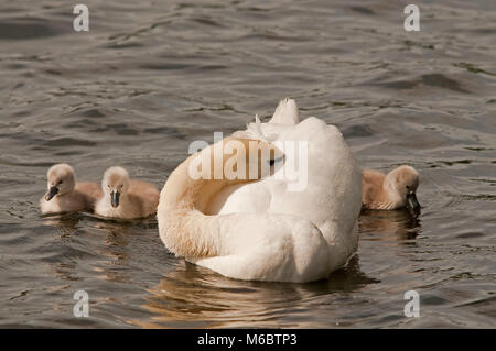 Cigno con testa sotto l'ala Foto Stock