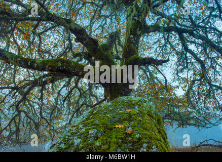 Valley Oak, Quercus lobata, Yorkville Highlands, Mendocino County, California Foto Stock