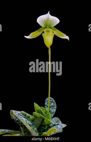 Sorprendente Lady Slipper Orchid Paphiopedilum close up Foto Stock