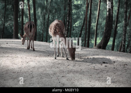 Immagine della lonely cervi in autunno paesaggio forestale Foto Stock