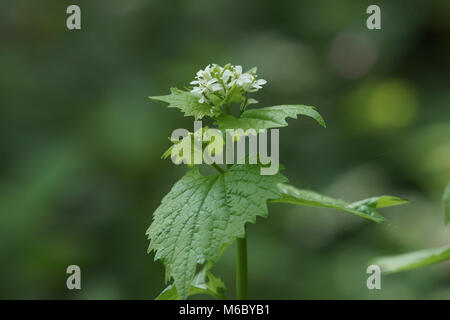 Fiori di aglio senape (Alliaria petiolata) Foto Stock