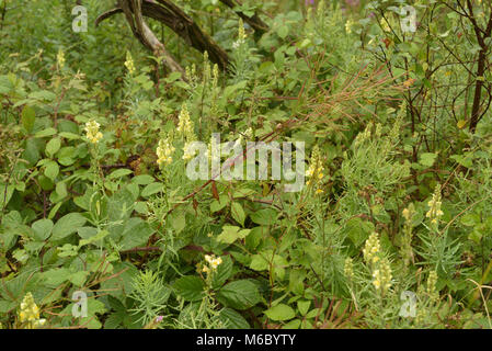 Comune, Toadflax Linaria vulgaris crescendo in umido macchia boschiva Foto Stock