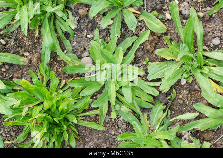 Culantro, lungo il coriandolo, a denti di sega di coriandolo, Prezzemolo sul suolo nel giardino vegetale Foto Stock